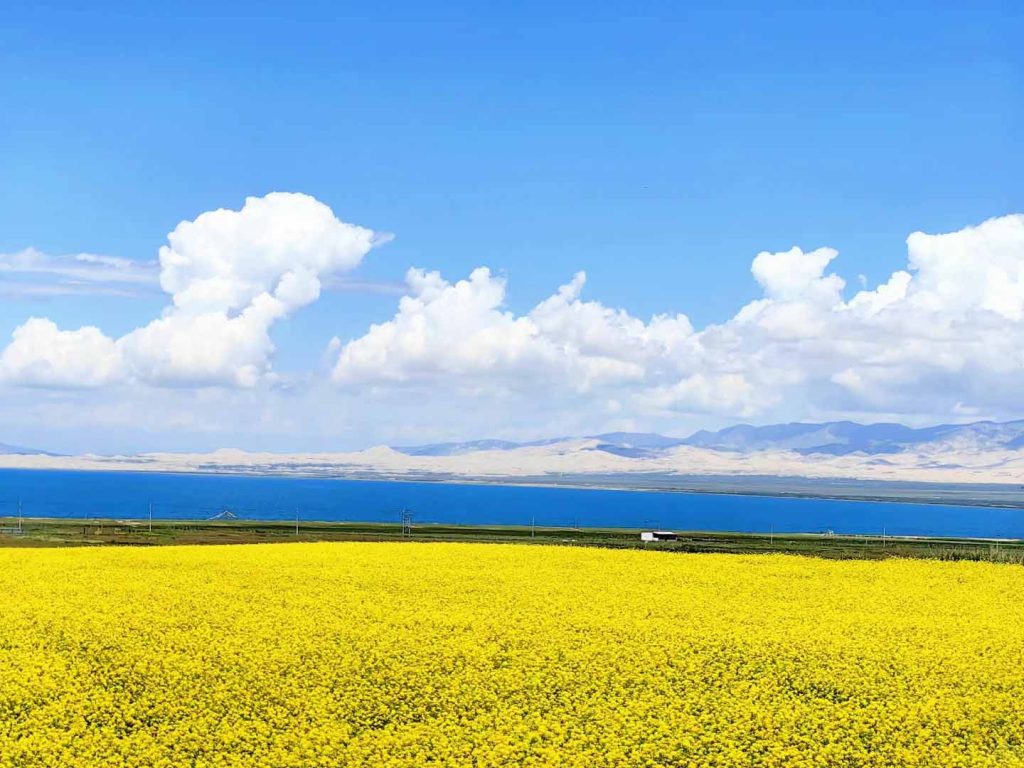 青海湖油菜花