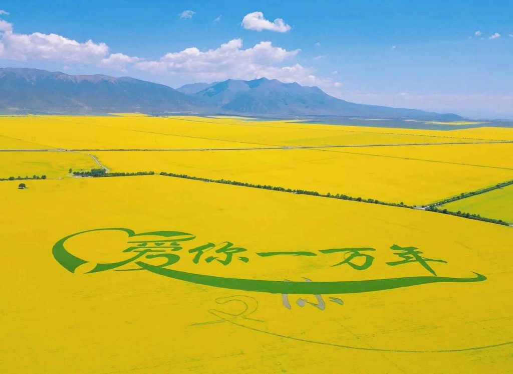 门源油菜花