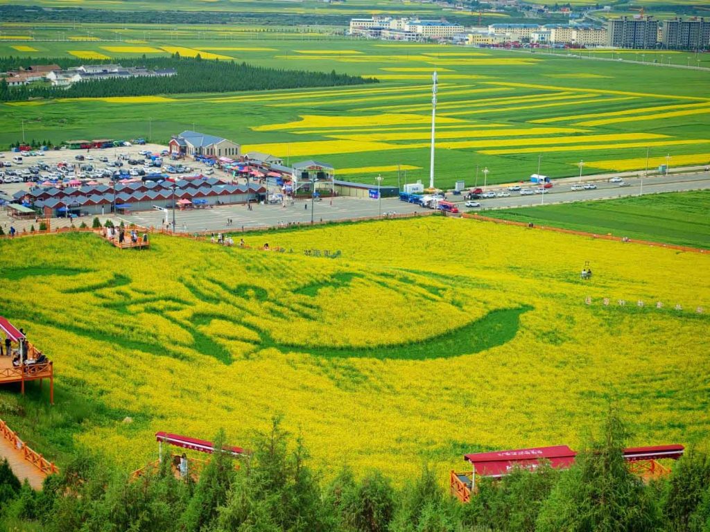 门源油菜花