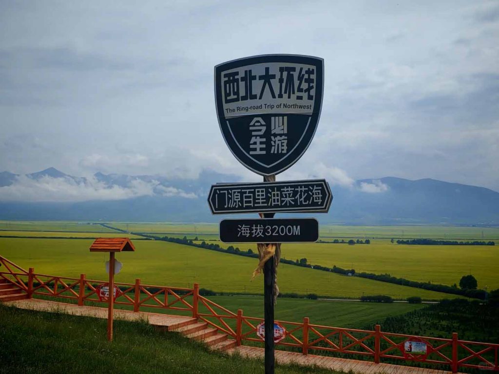 門源油菜花