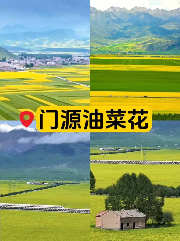 西北大环线门源油菜花