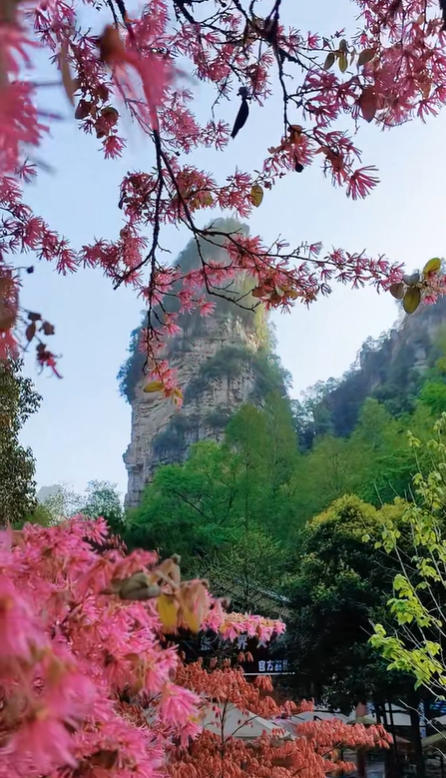 张家界春天春花