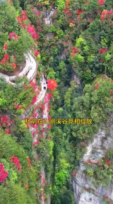 张家界春天春花