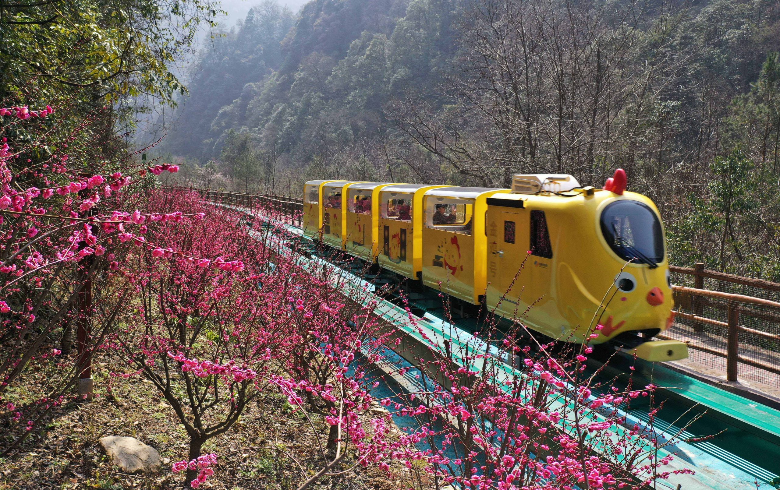 张家界十里画廊春天花海