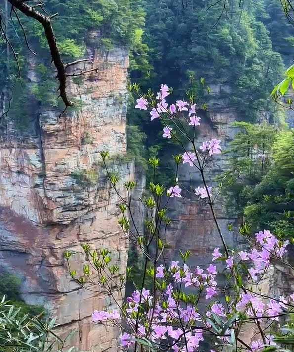 张家界春天春花