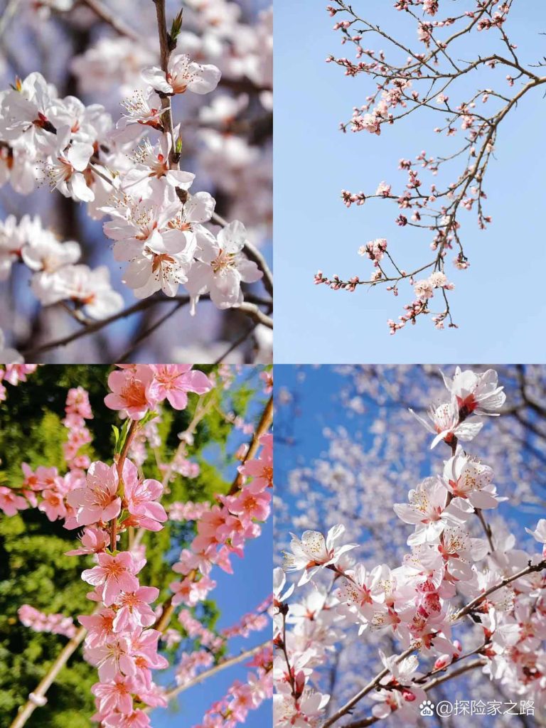 张家界春天花海