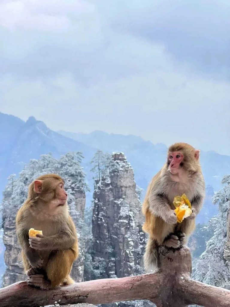 张家界森林公园冬天猴子