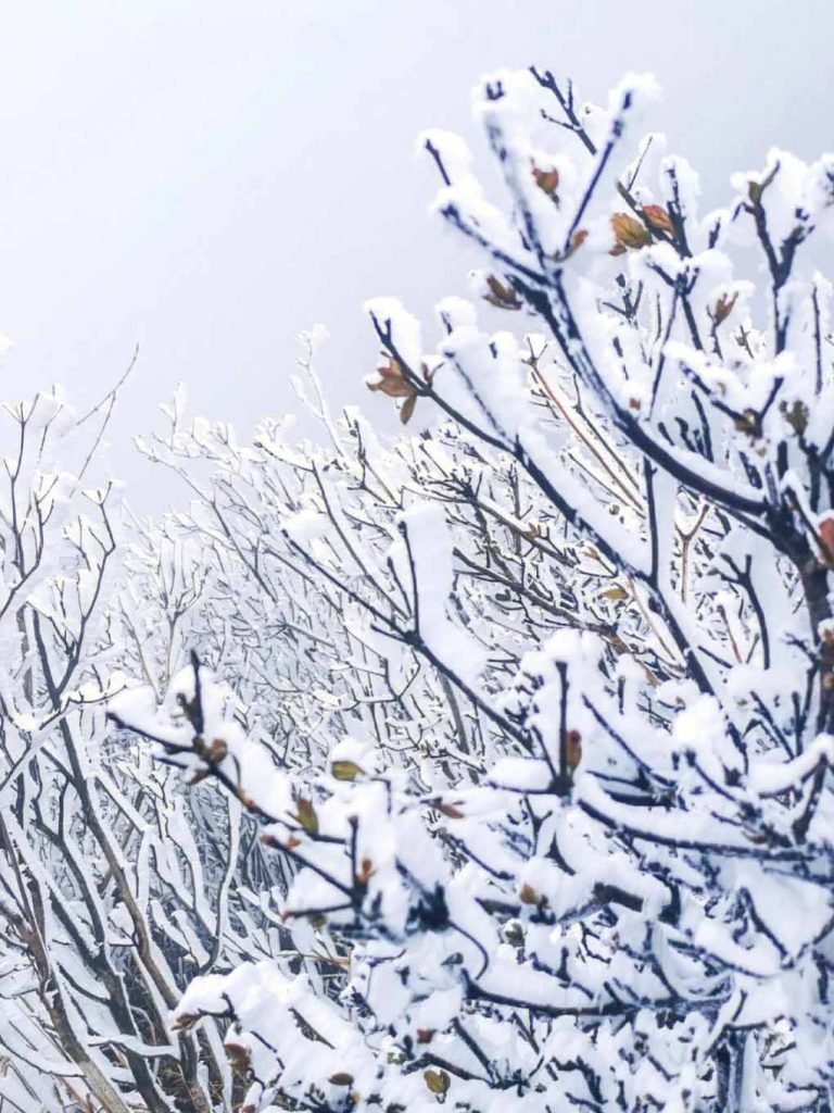 张家界雪后雾凇