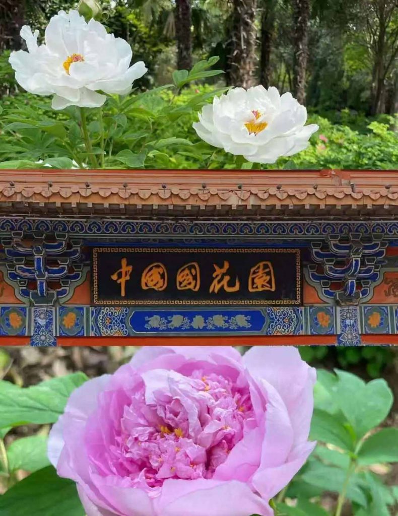 洛阳牡丹中国国花园