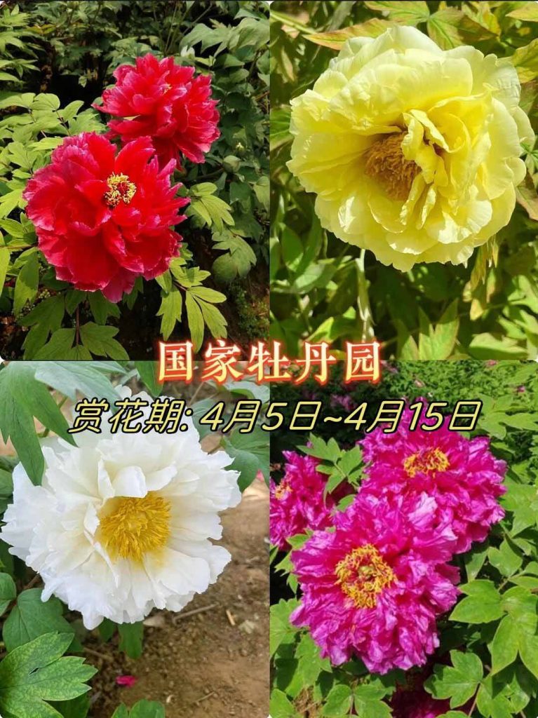 洛阳牡丹国家牡丹园