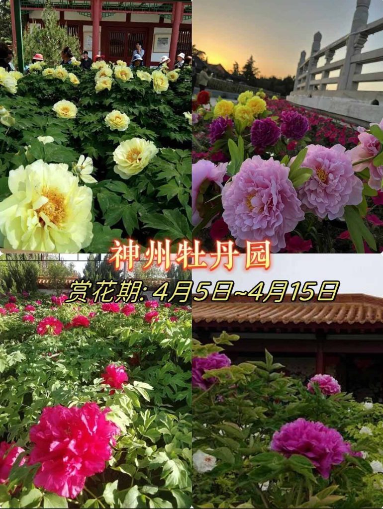 洛阳牡丹神州牡丹园