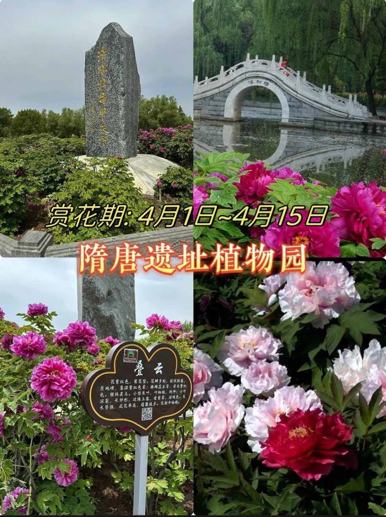 洛阳牡丹隋唐遗址园