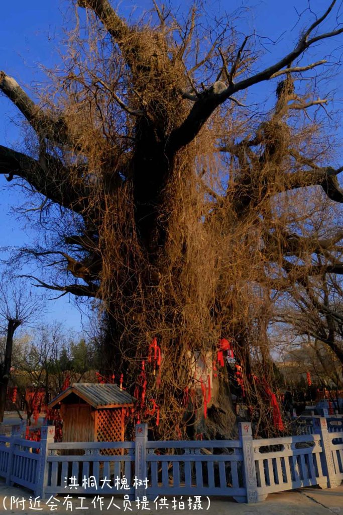 洪洞大槐树