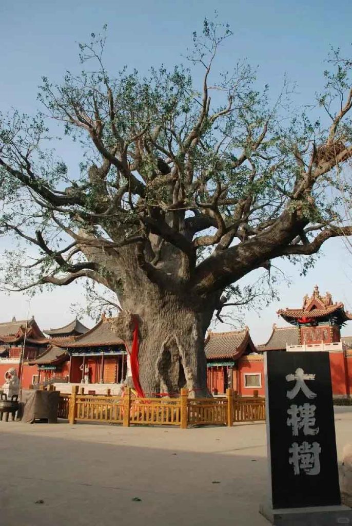 洪洞大槐树