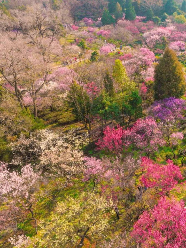 南京梅花山
