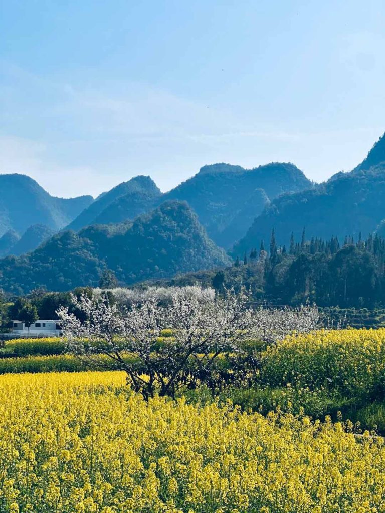 贵州兴义万峰林油菜花