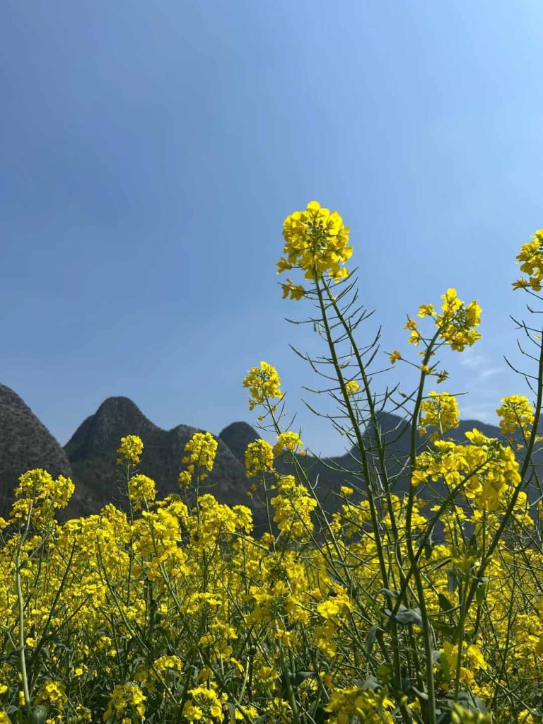 贵州兴义万峰林油菜花