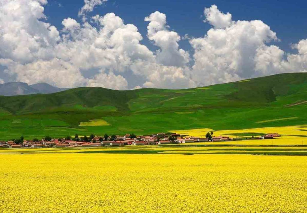 祁连山脉油菜花